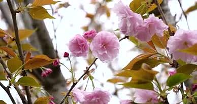 4K樱花晚樱春日盛开的花朵视频的预览图
